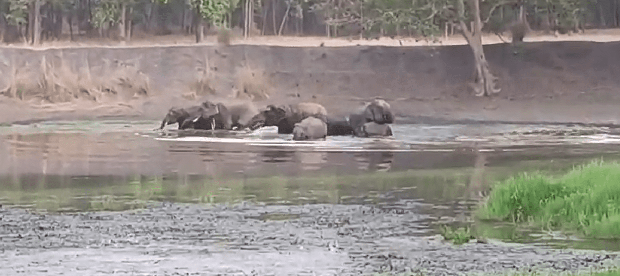 elephants having fun in water