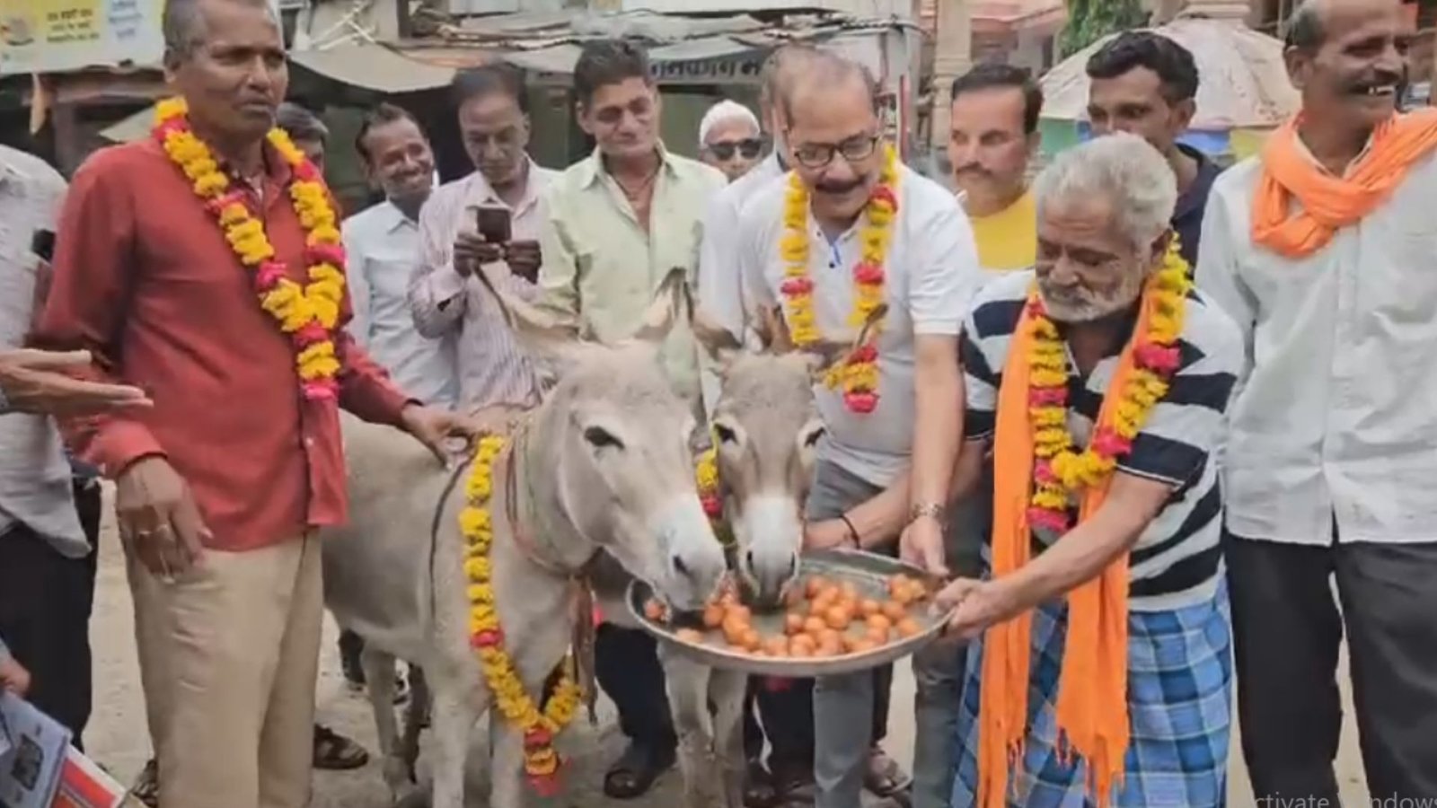 Donkeys fed Gulab Jamun