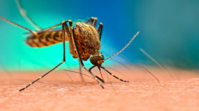 Dengue cases increased in MP