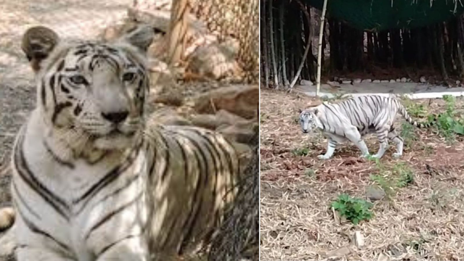 White Tigress Dies