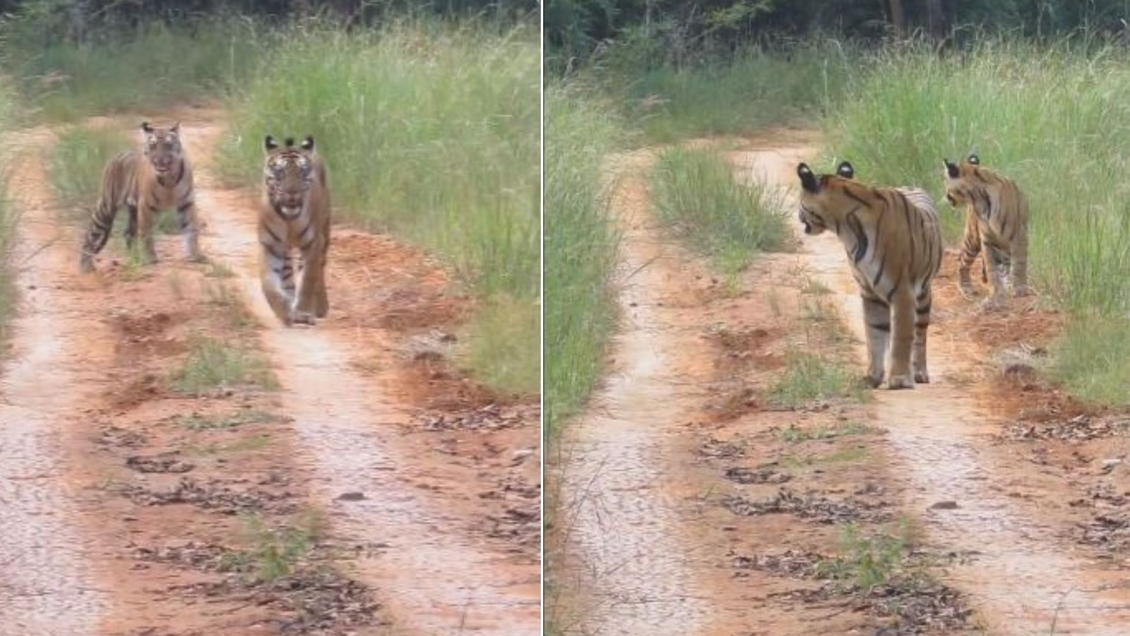 Bandhavgarh