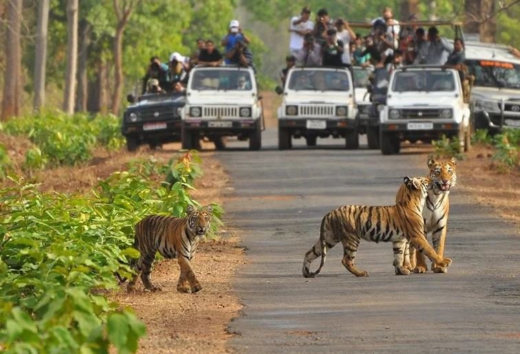 Madhya Pradesh News