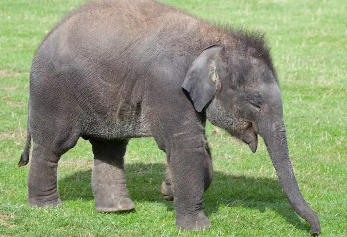 Bandhavgarh Elephant Death Case