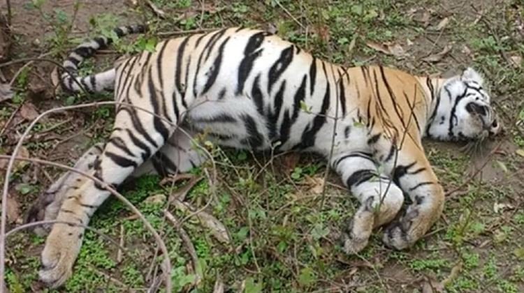 Tiger dies in Pench